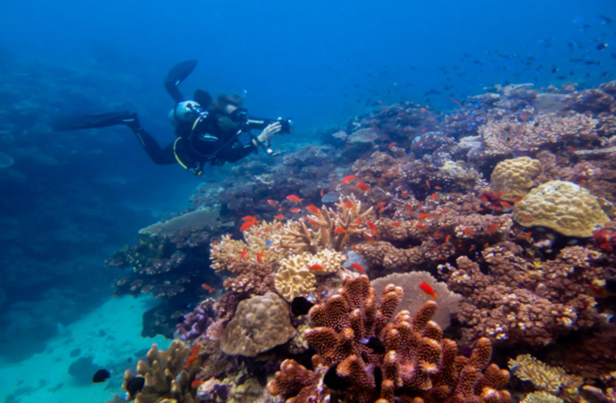 Scuba Diving Education Conservation Ecology PADI eLearning Training Courses Savusavu Fiji