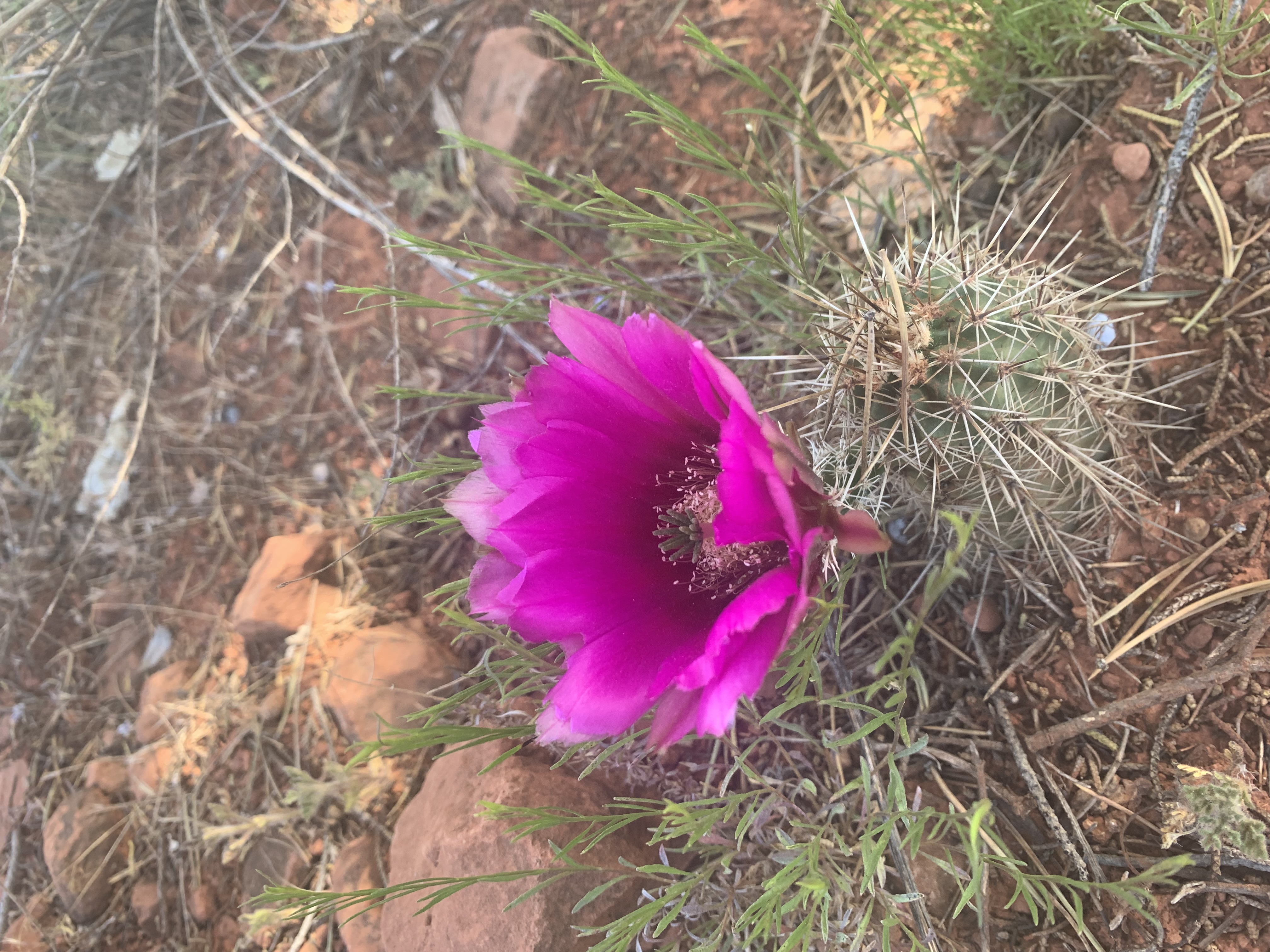Cactus sprouting a magenta colored flower.