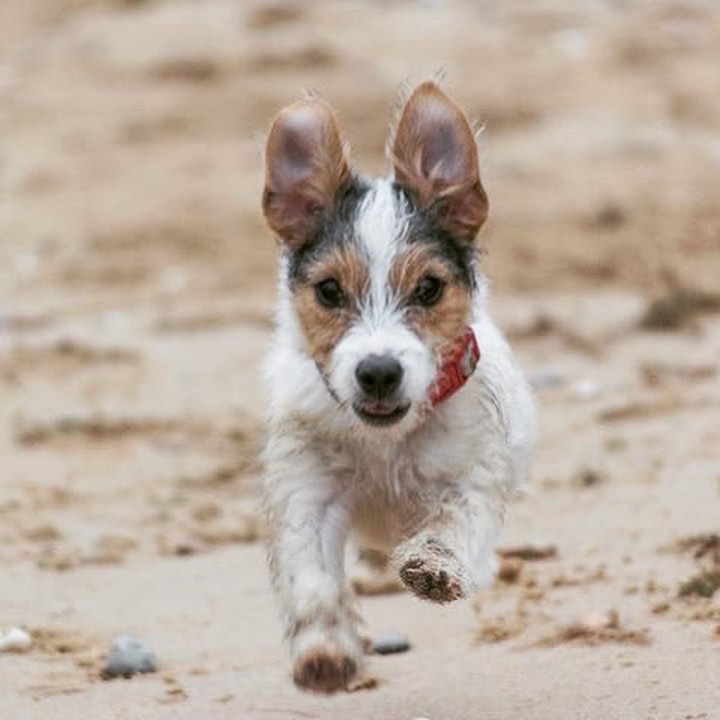 Puppy terrier runs toward me on the beach