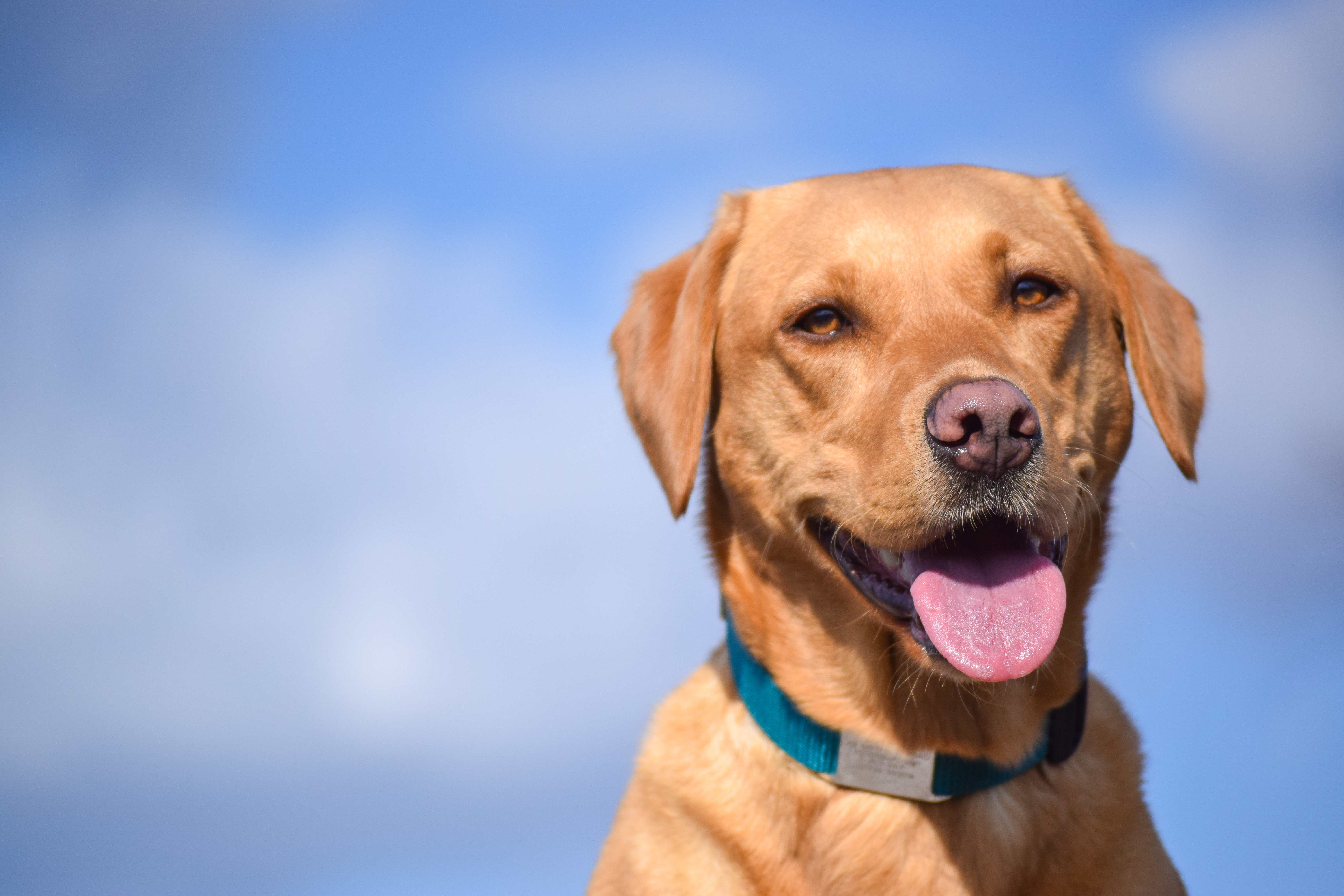 Labrador with knowing look