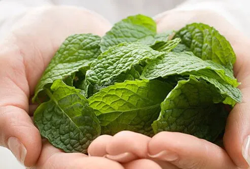 Woman holding mint leaves.