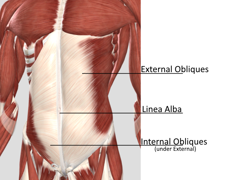 internal and external oblique