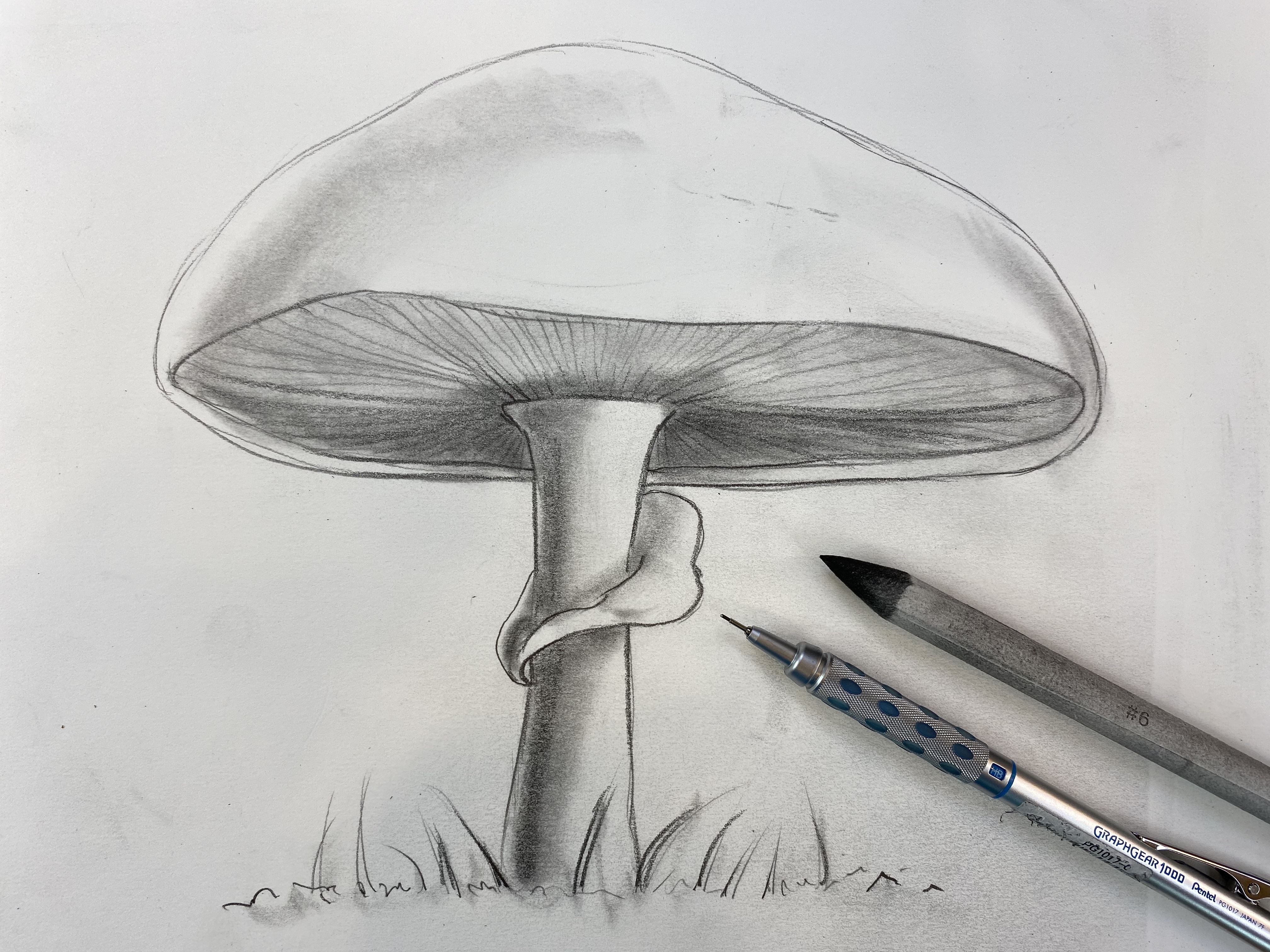 fungi drawing