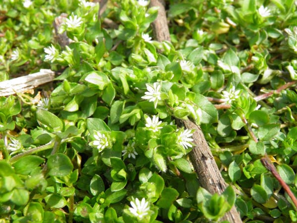 Chickweed Lessons Materials - Herbal Roots zine