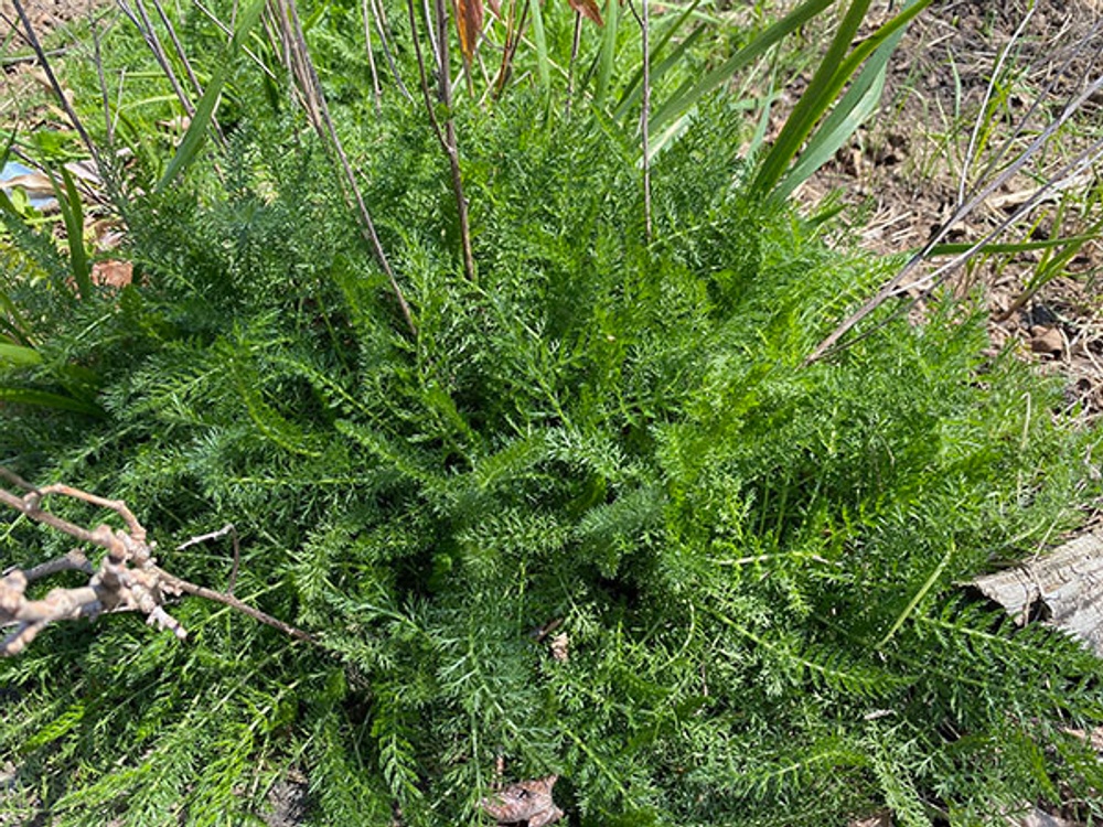 Yarrow Lessons Materials - Herbal Roots zine