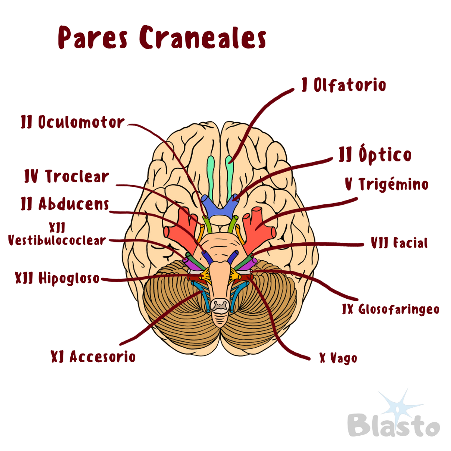 Cuales Son Los 12 Pares Craneales Y Su Funcion Dinami 4780