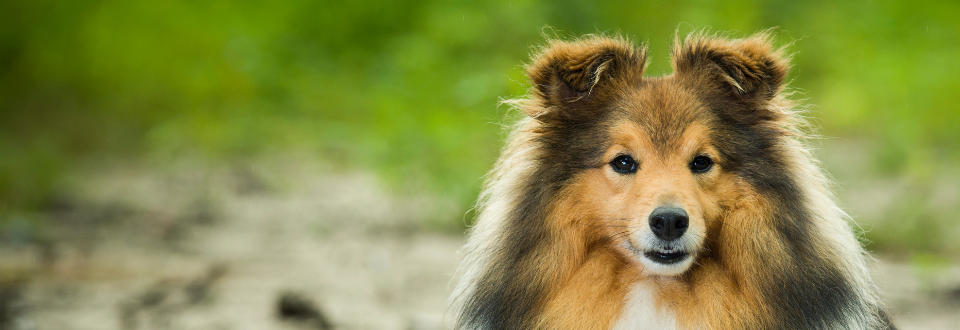 A Shetland Sheepdog looking at the camera, with greenery in the background