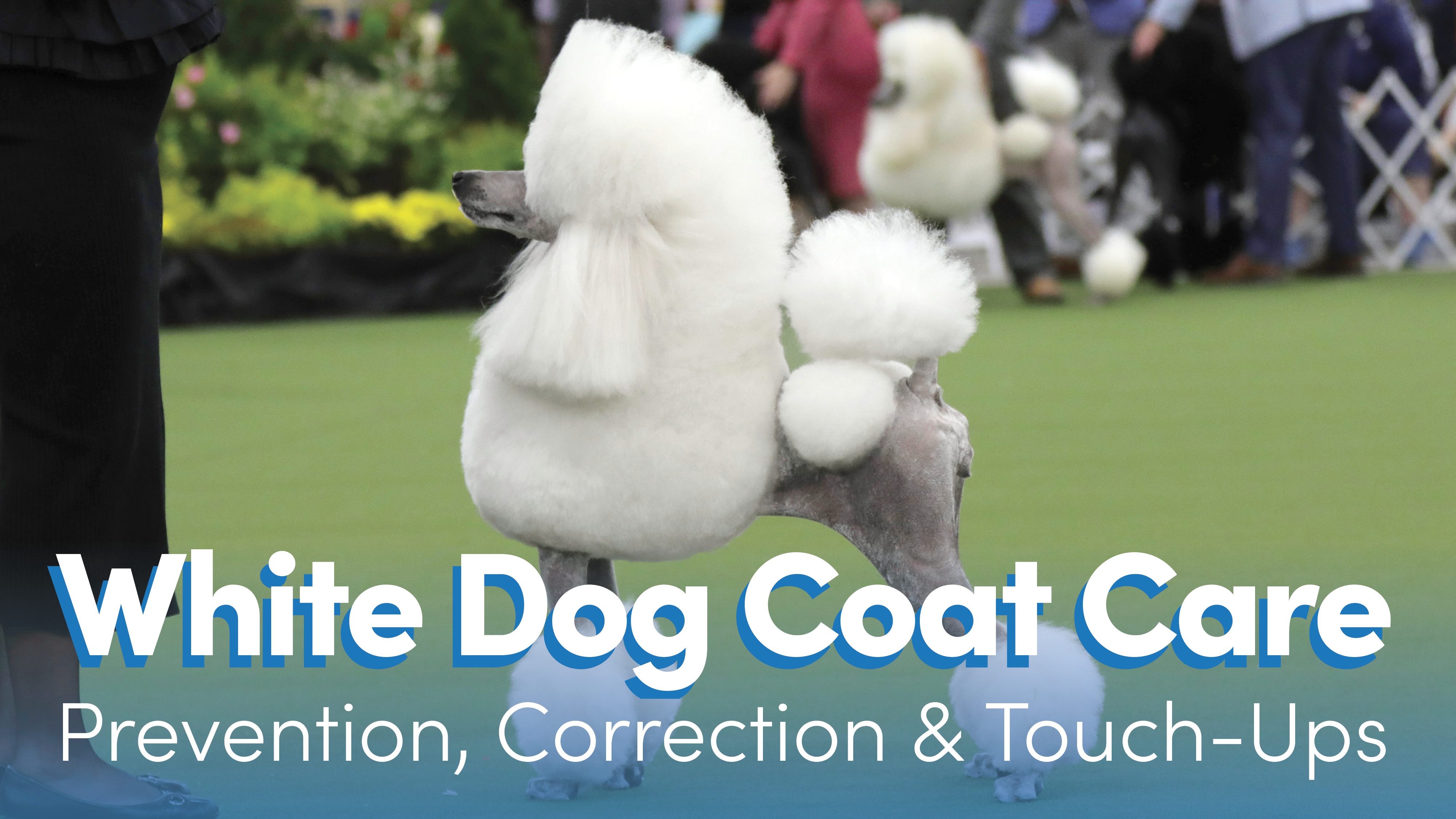 Dog coat outlet care