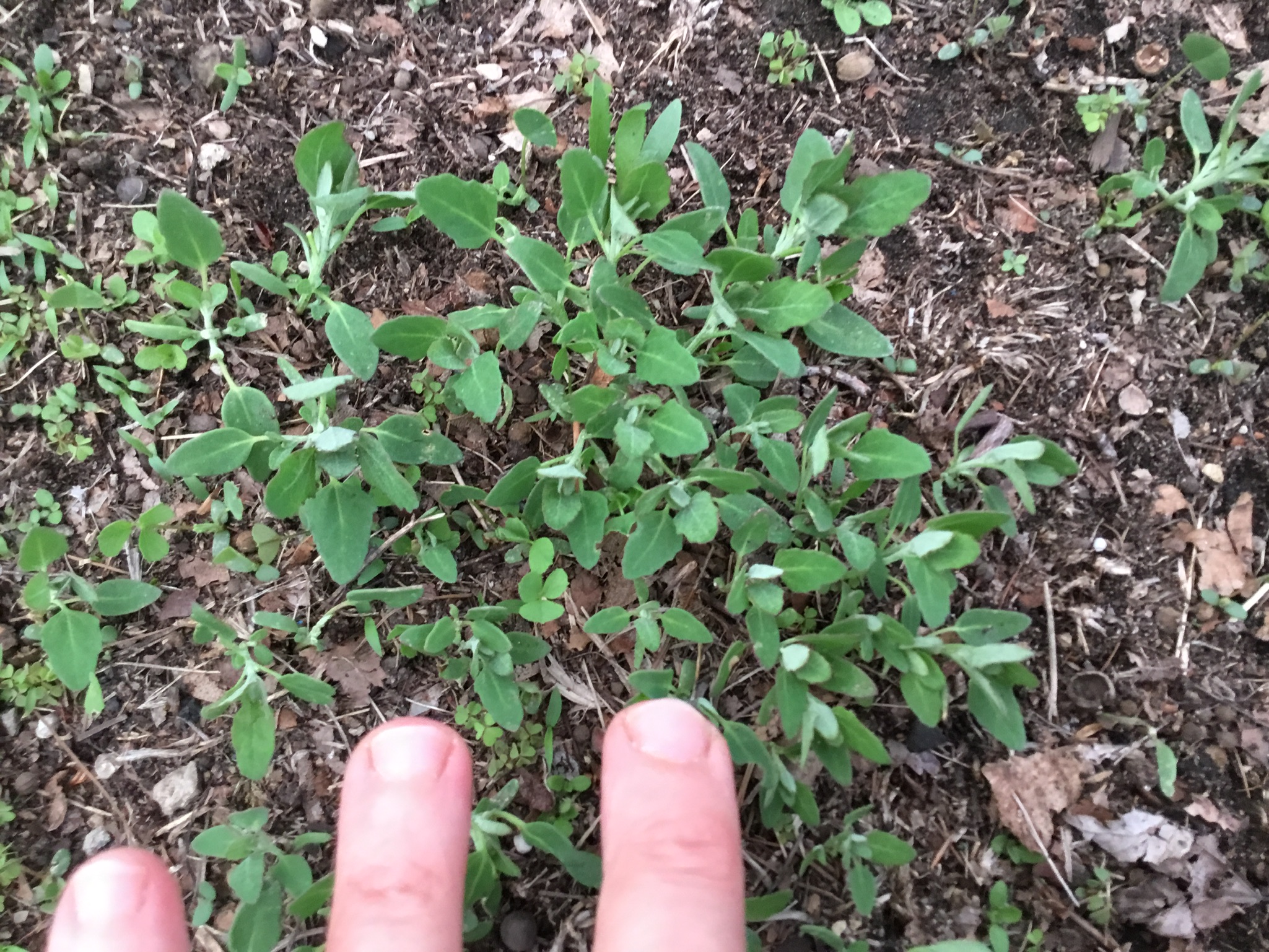 A hand frames the blooming tips of a blue vervain plant