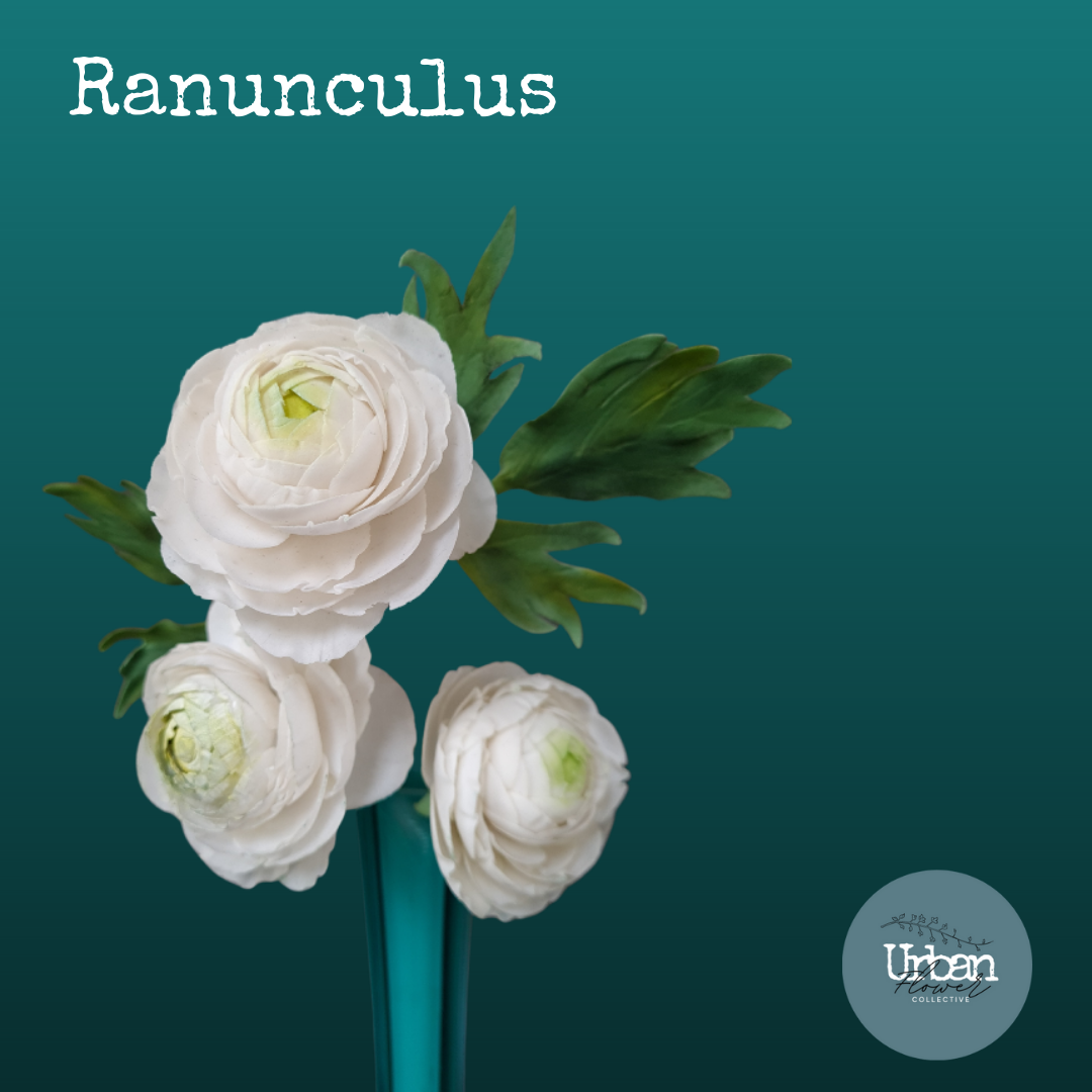 Sugar Ranunculus