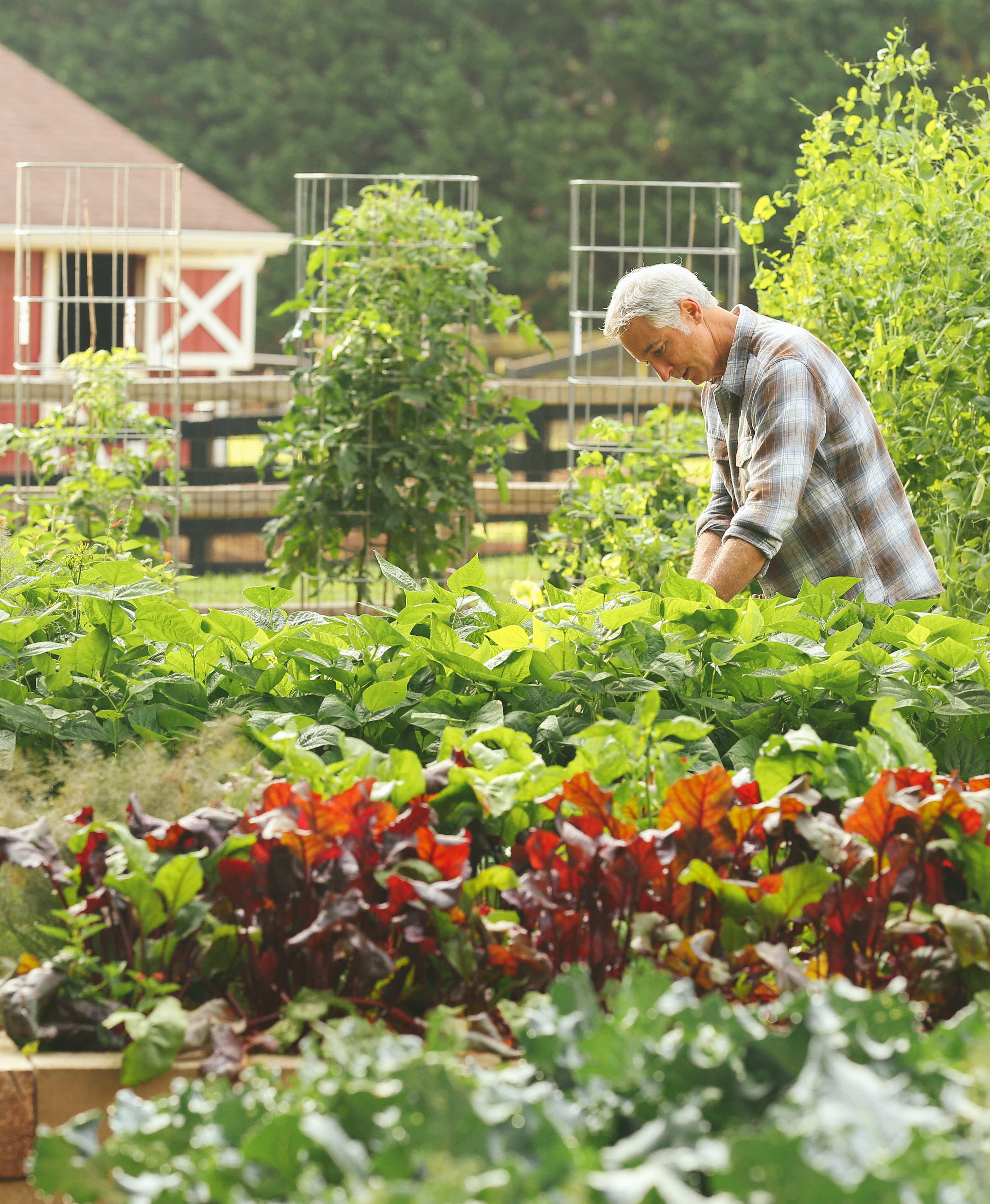 Joe reaching into a bed of vegetables