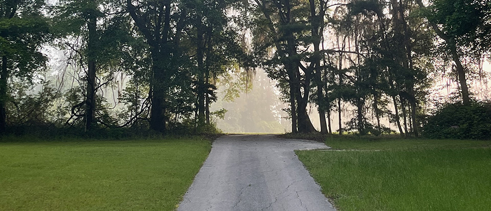 The woods in front of Mickeys first house.