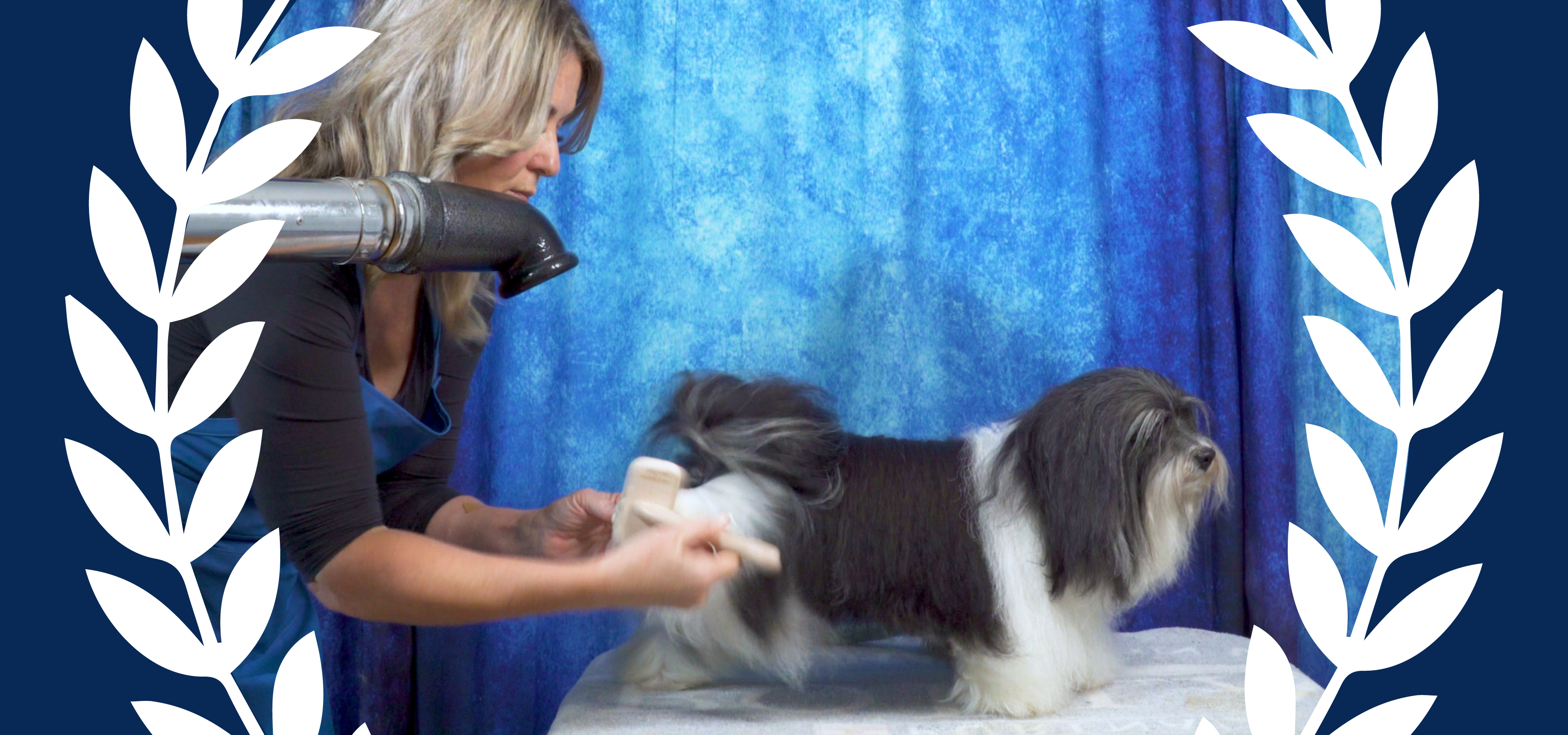 Allison Alexander drying and brushing a Havanese dog.