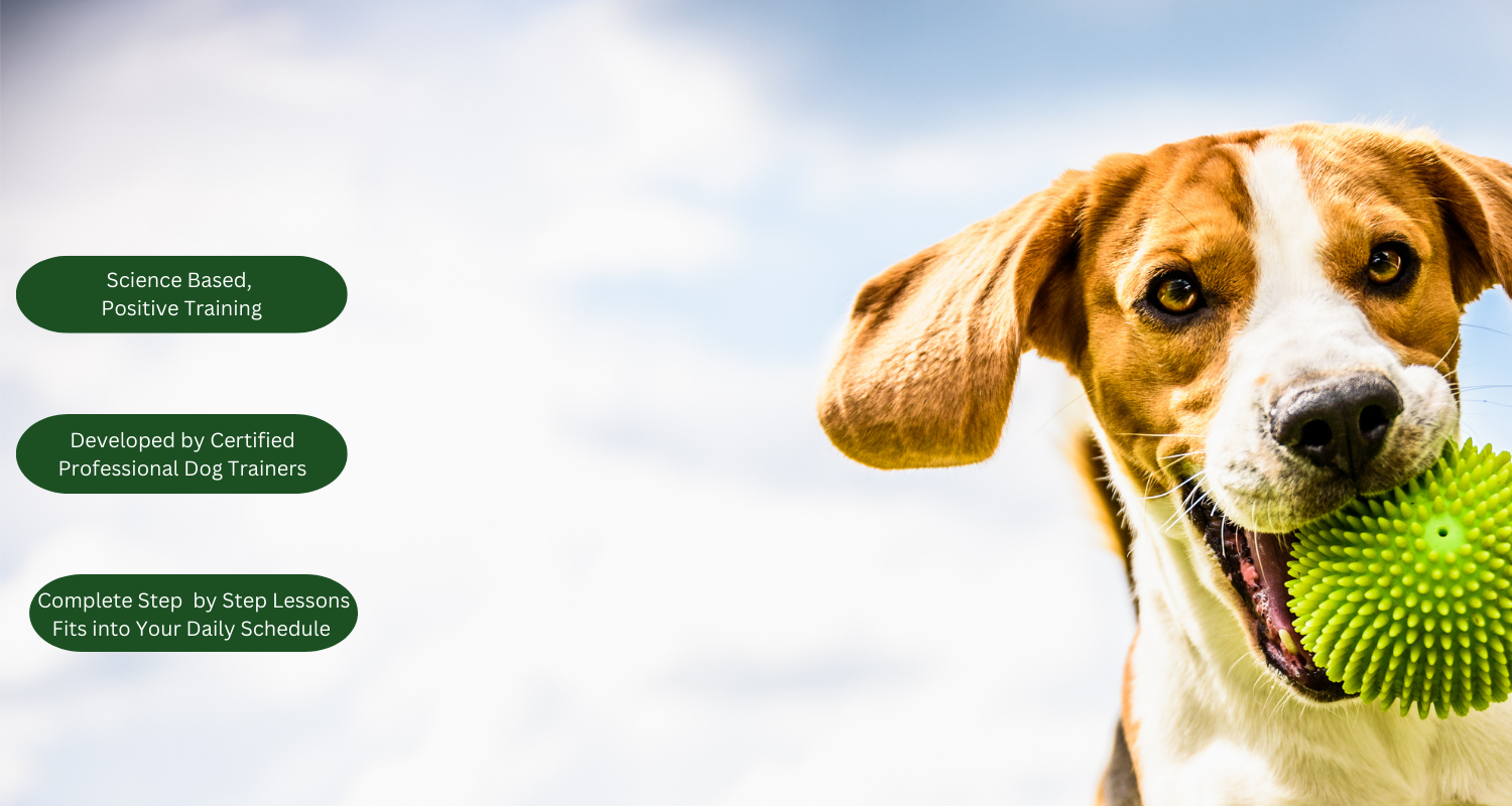 Homepage | The Dog Training And Learning Center