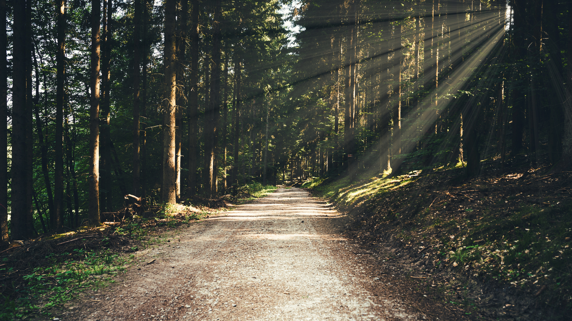 photo of a dirt road trailing off into the distance among tall trees. There is a bit of light shining through the trees. Header says "Money & My Identity Workbook" Subheader says "A financial wellness guide that considers all parts of you" below is the download button 