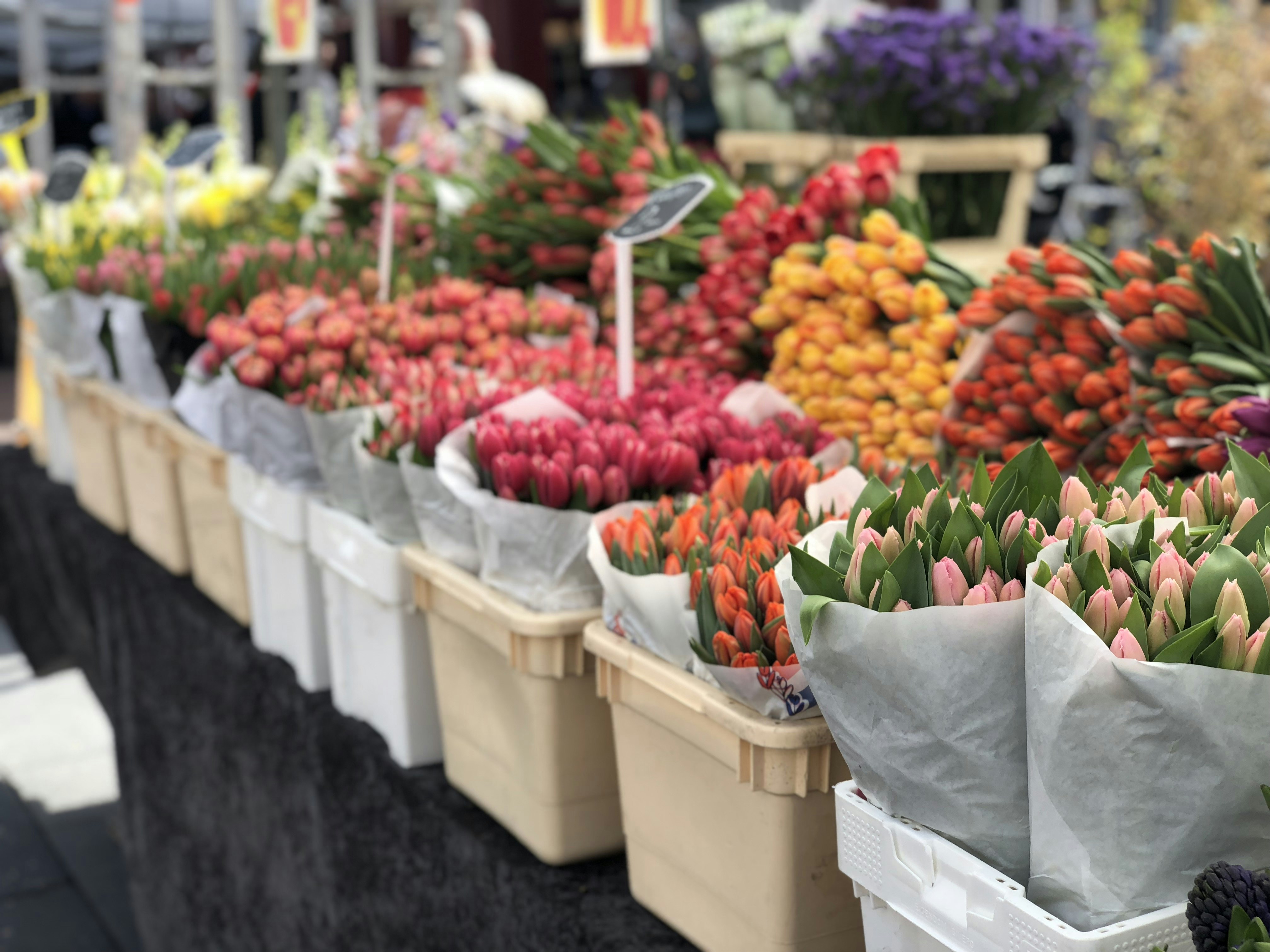 Wholesale Tulips