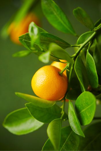 Bright orange fruit growing on citrus tree.