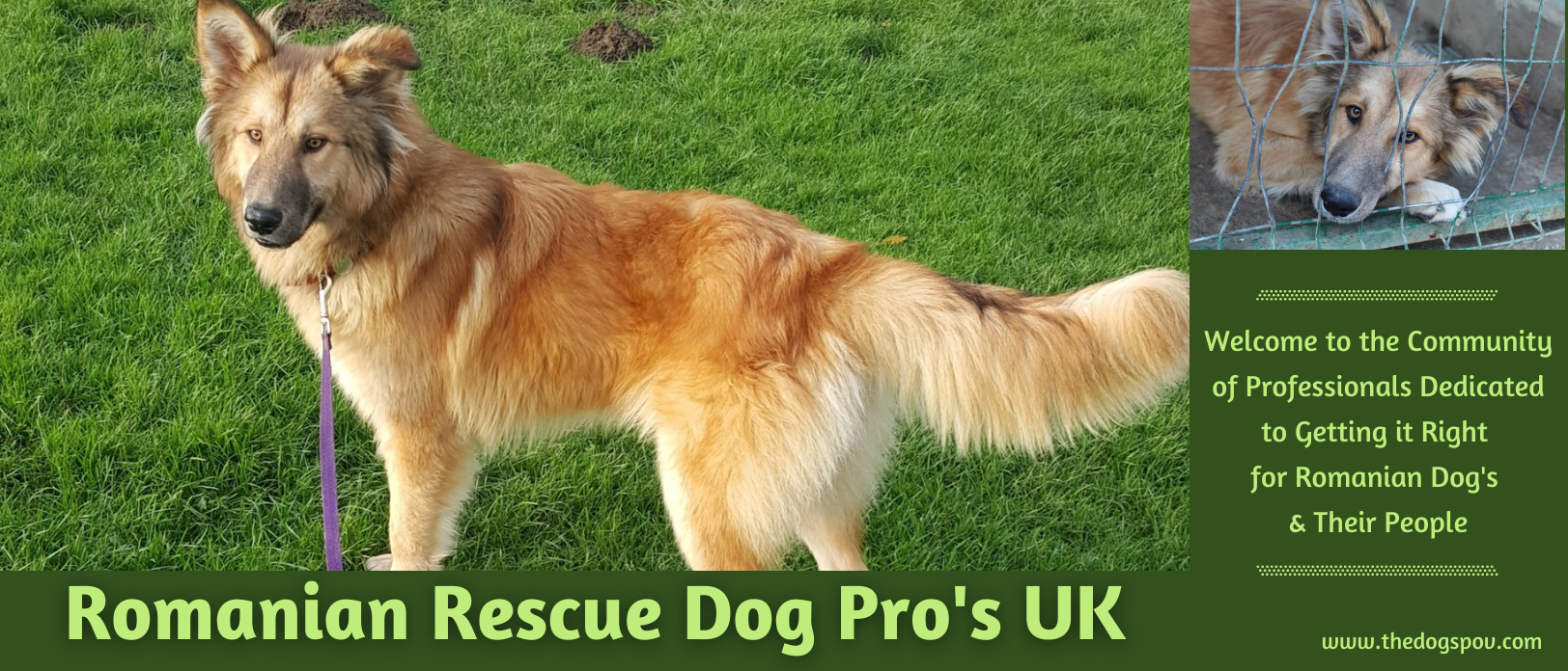 Romanian Rescue Dog Pro's UK The Dogs Point of View