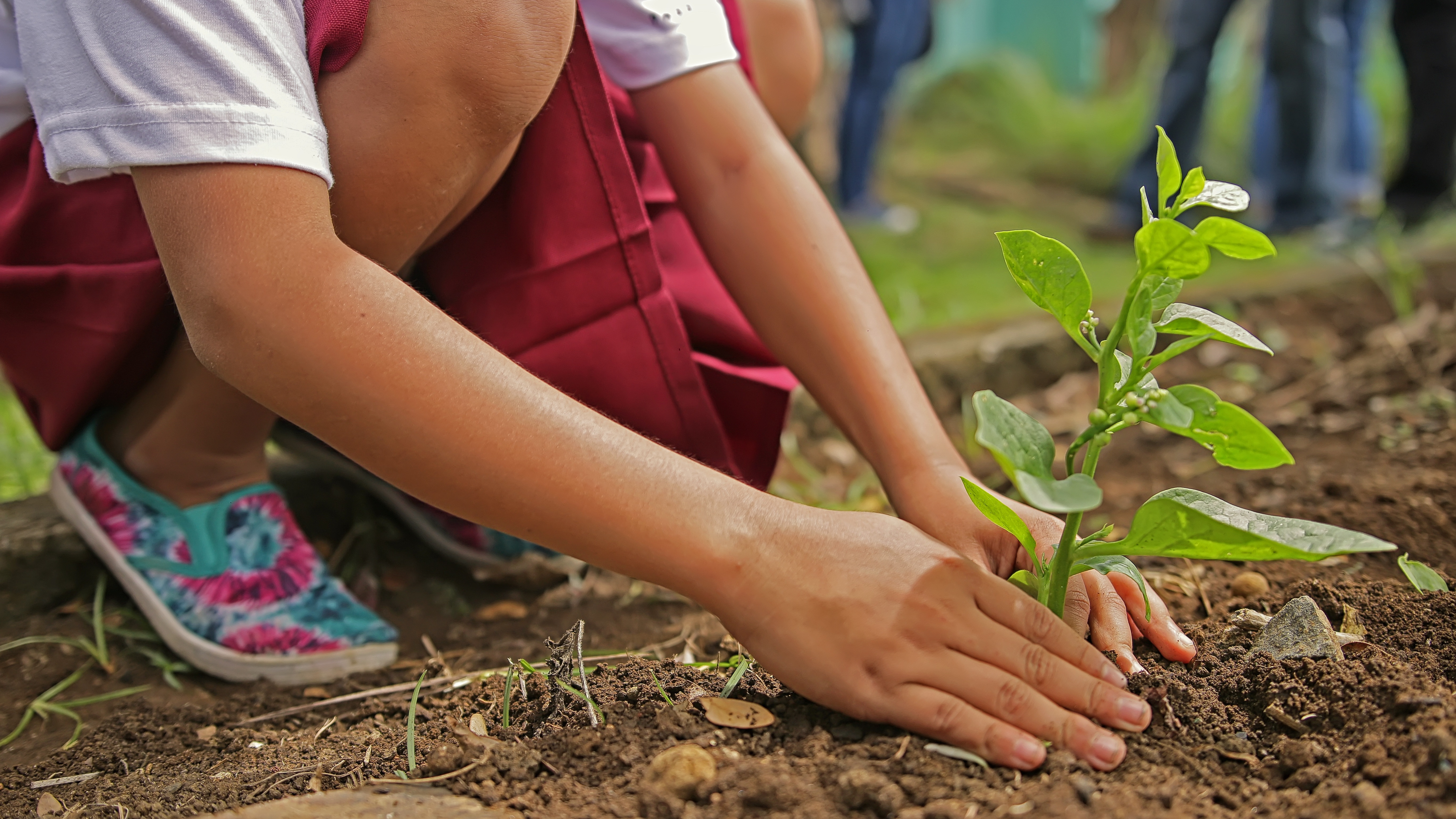 student planting tree 