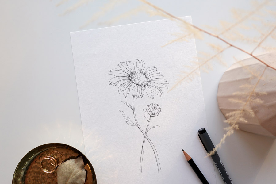 Drawing course Daisies art tutorials for beginners