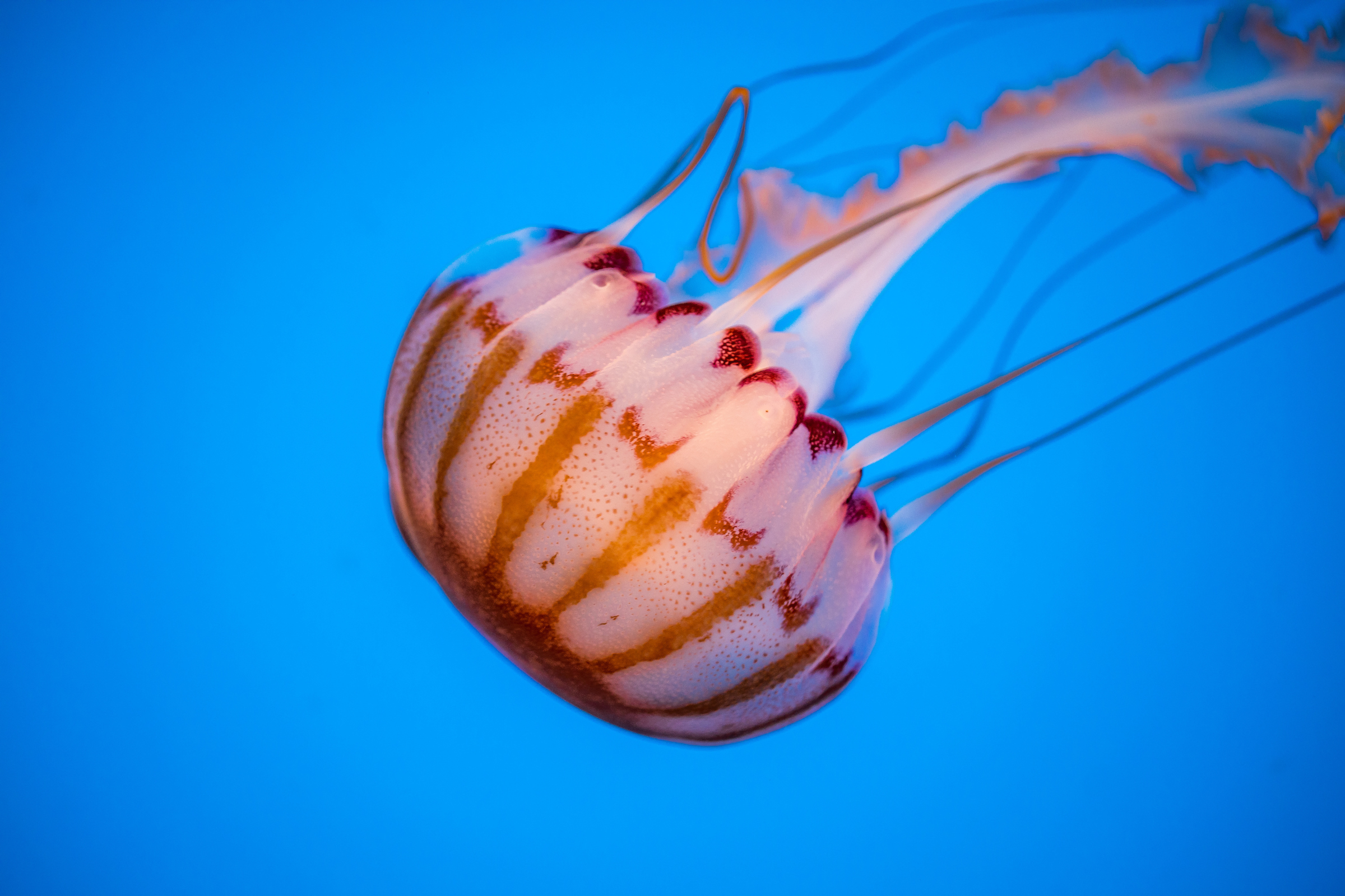 Jellyfish Swimming