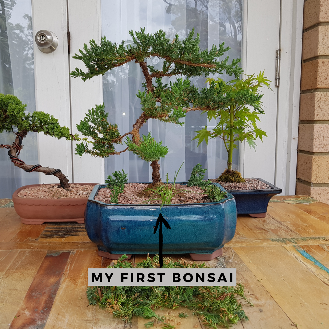 Bonsai For Beginners