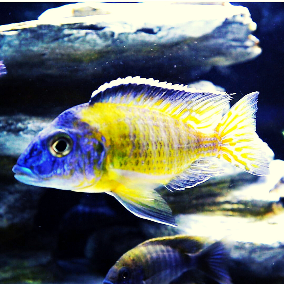 Flavescent Peacock African Cichlid