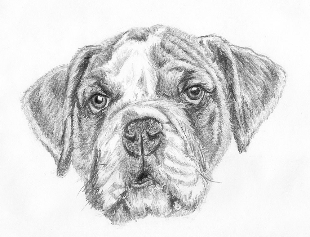 dog face drawing