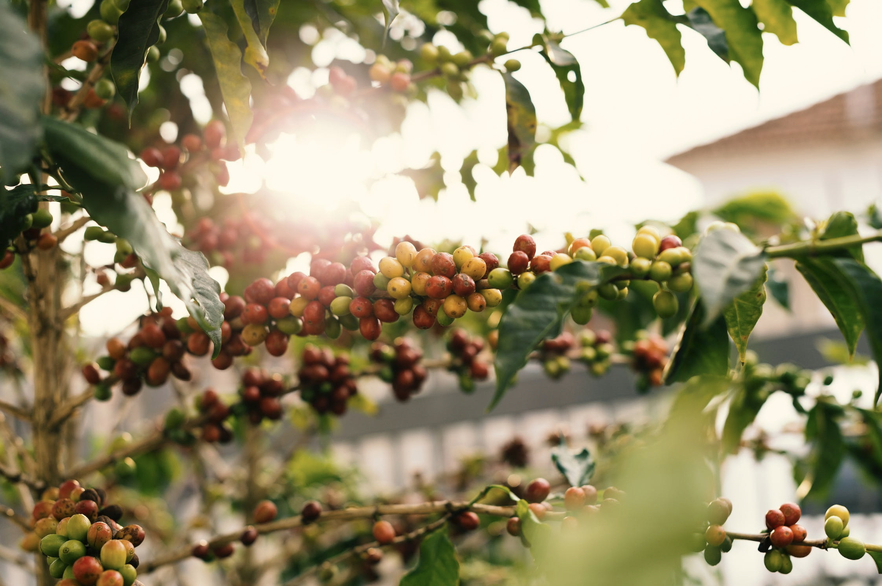 abundant fruit, tools to empower