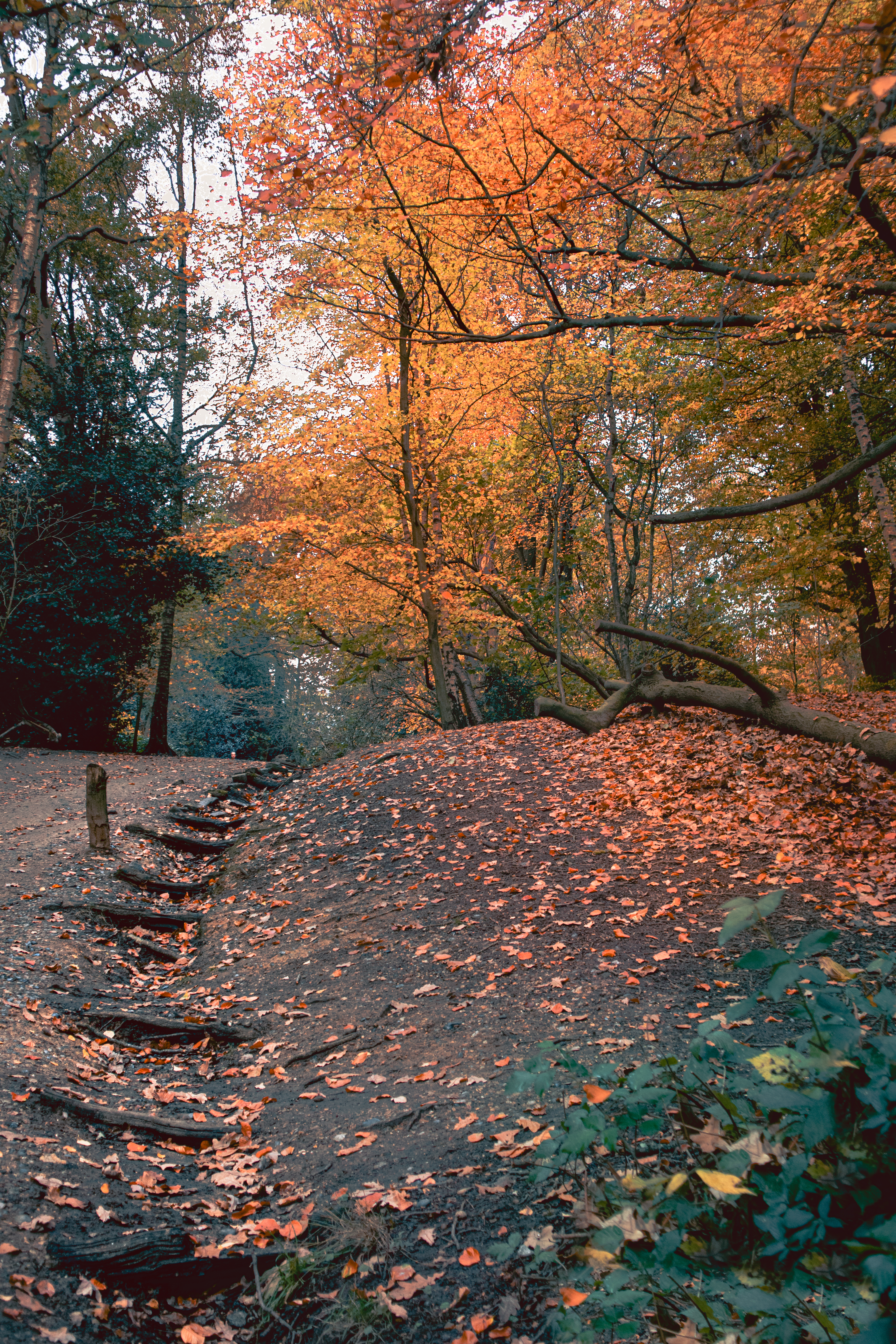 Autumn woodlands with a path of wooden steps in the middle