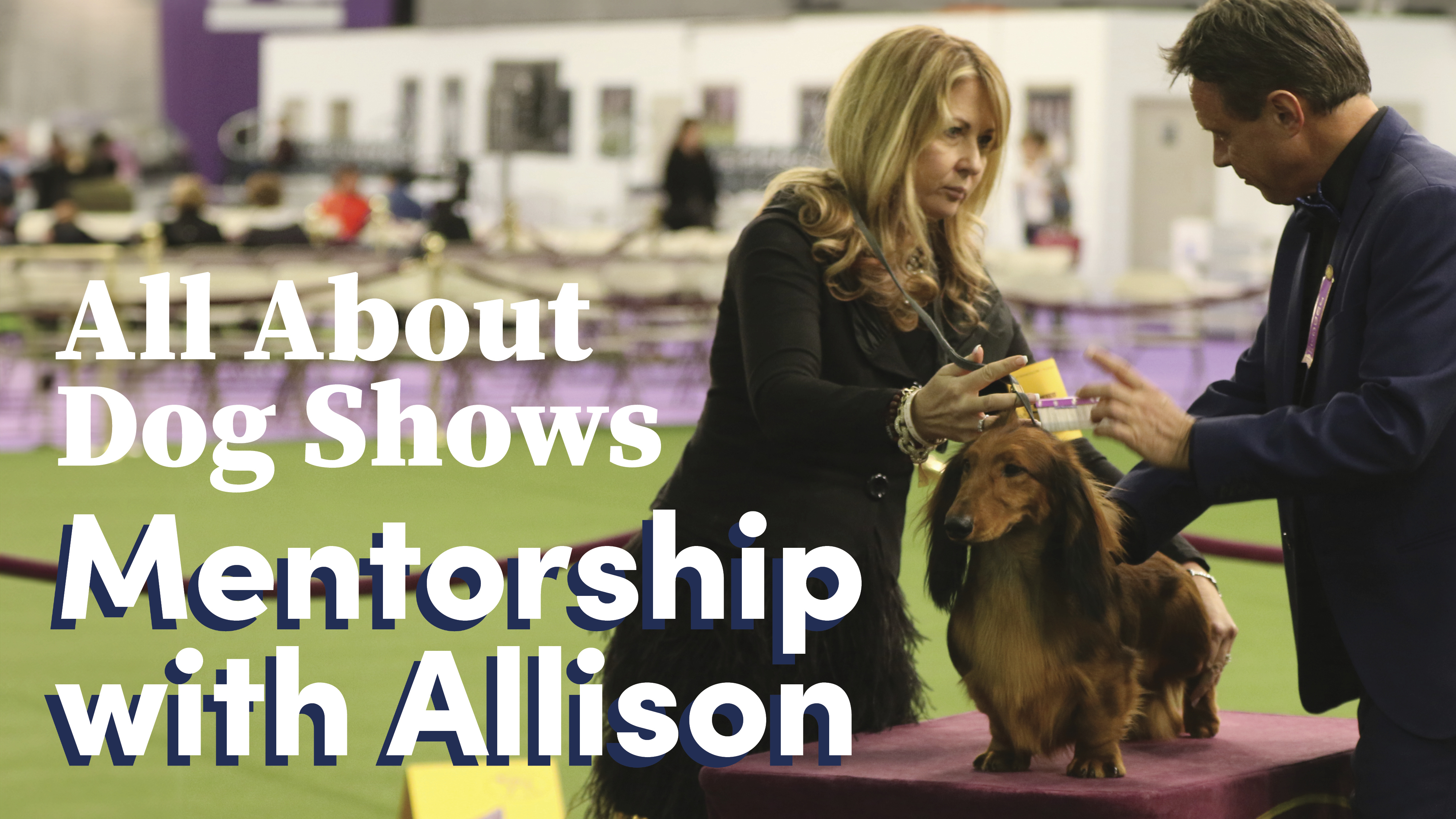 All about best sale dog show