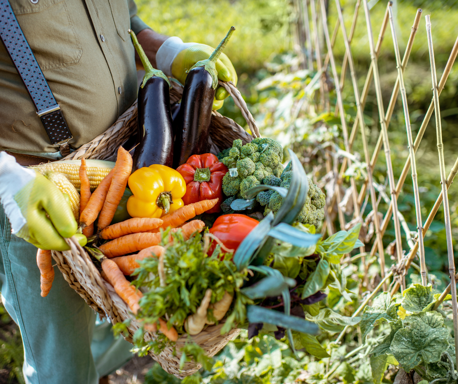 A Beginners Guide to Growing a Thriving Garden