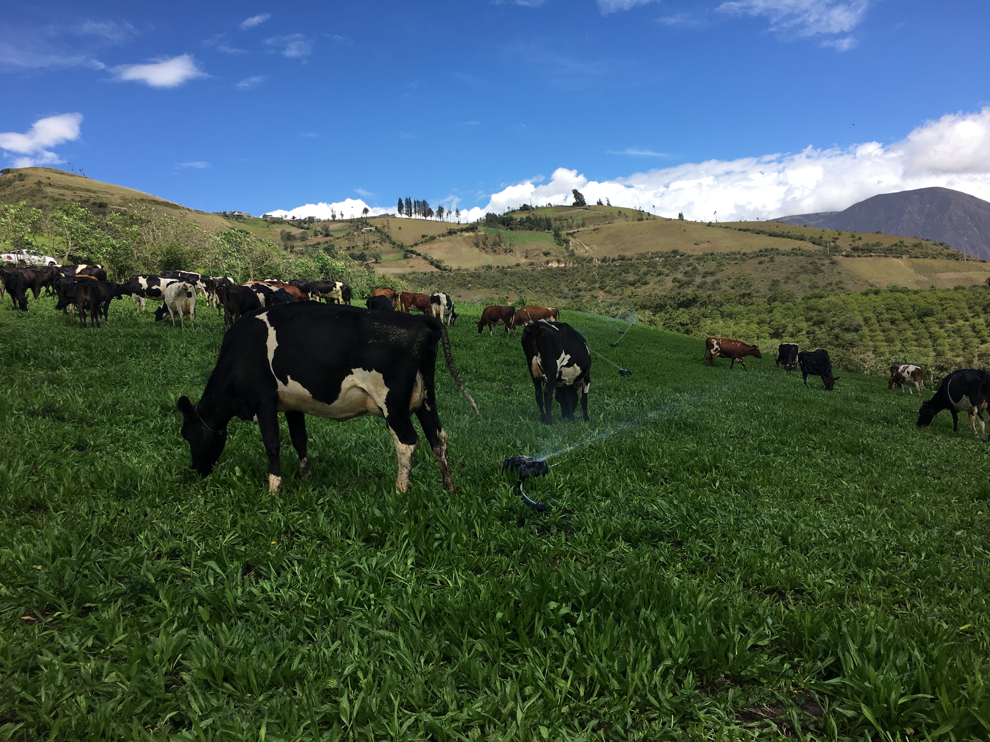 Vacas pastorean junto a sistema de riego K-Line en Ecuador.