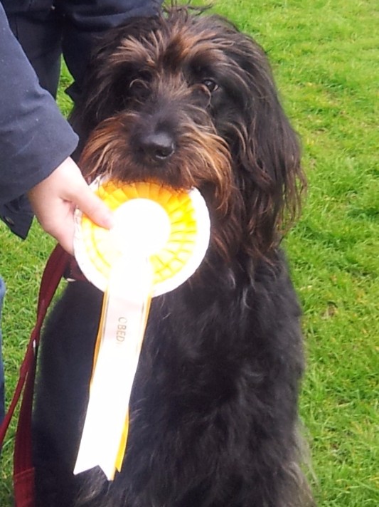 Daisy posing with her rosette