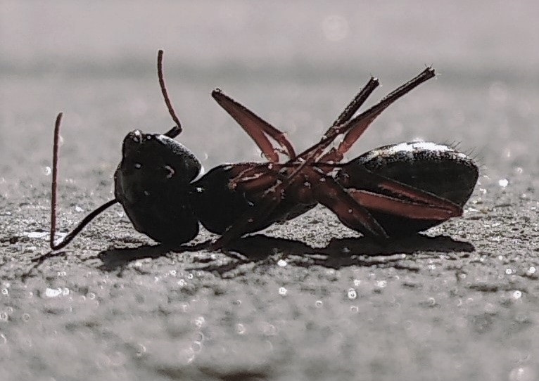 house pest control