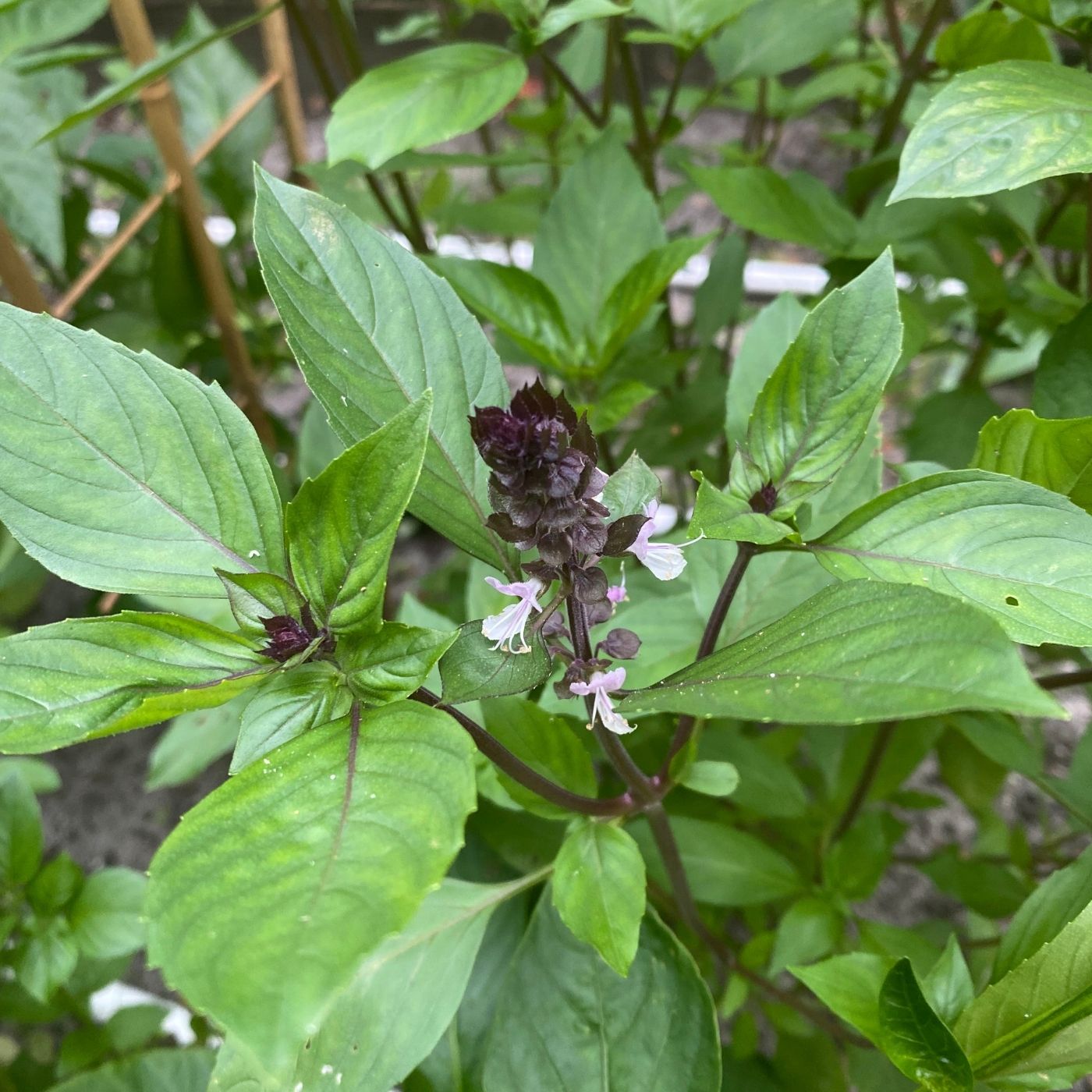 Cinnamon basil flowers