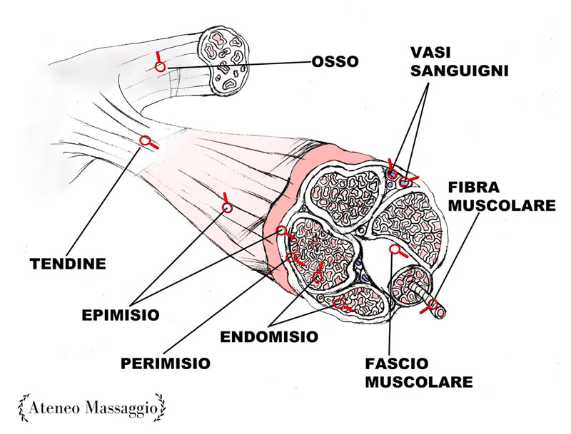 Anatomia massaggio muscoli