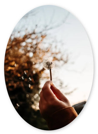 dreamseeds