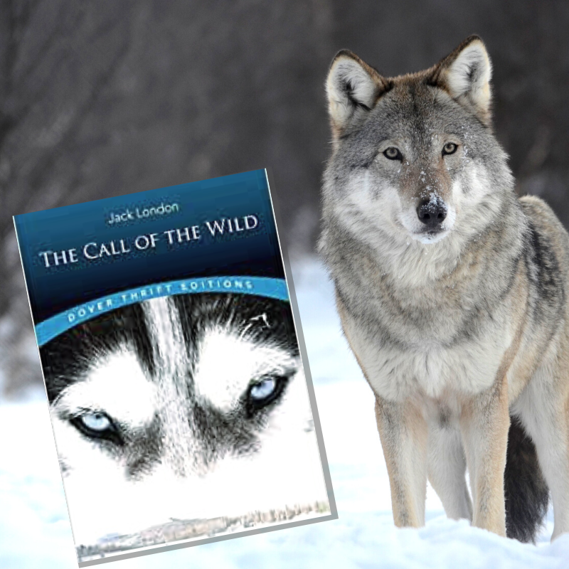 The Call of The Wild Online Book Club