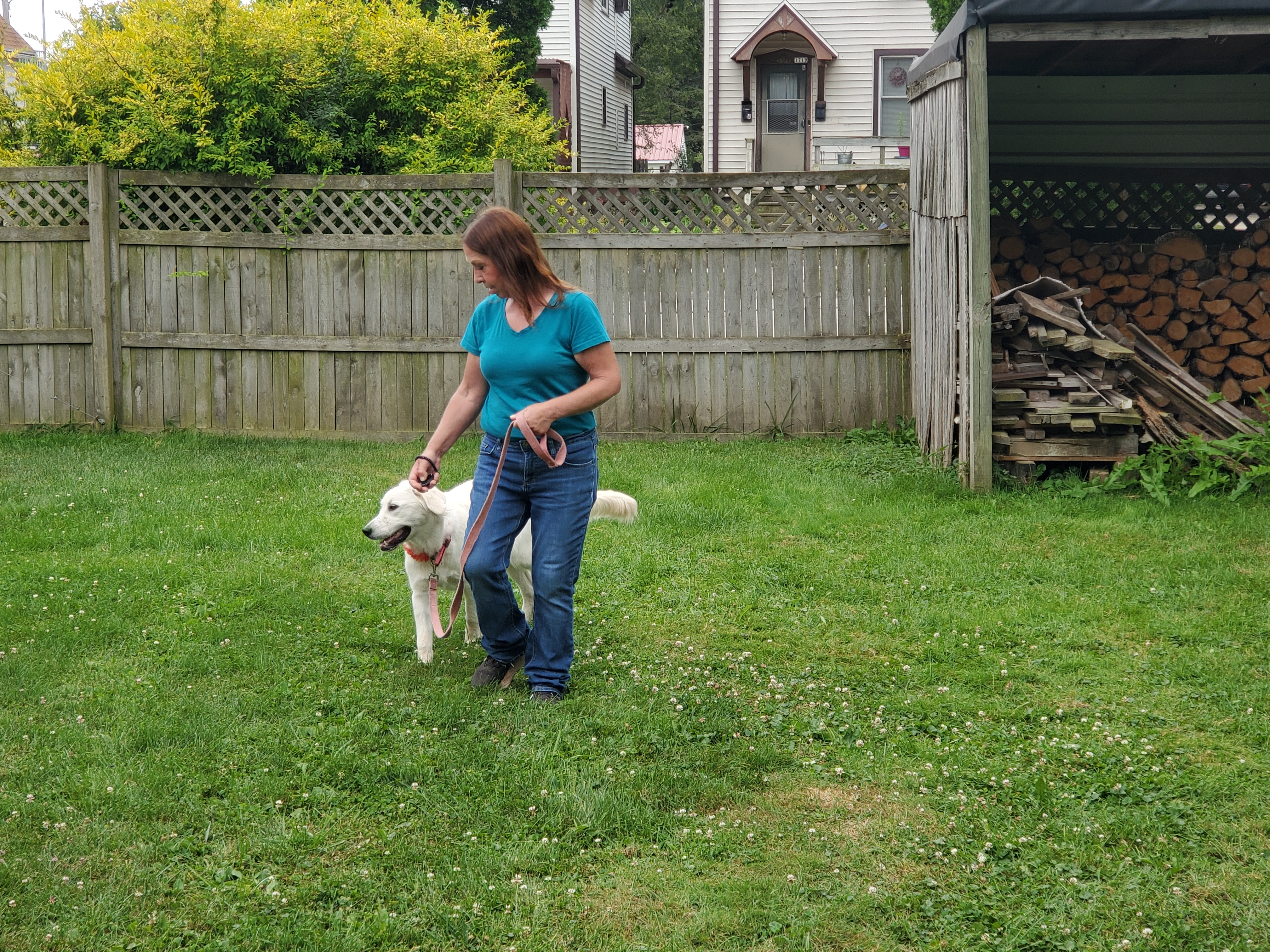 Sheboygan Dog Trainer training a Golden Retriever 
