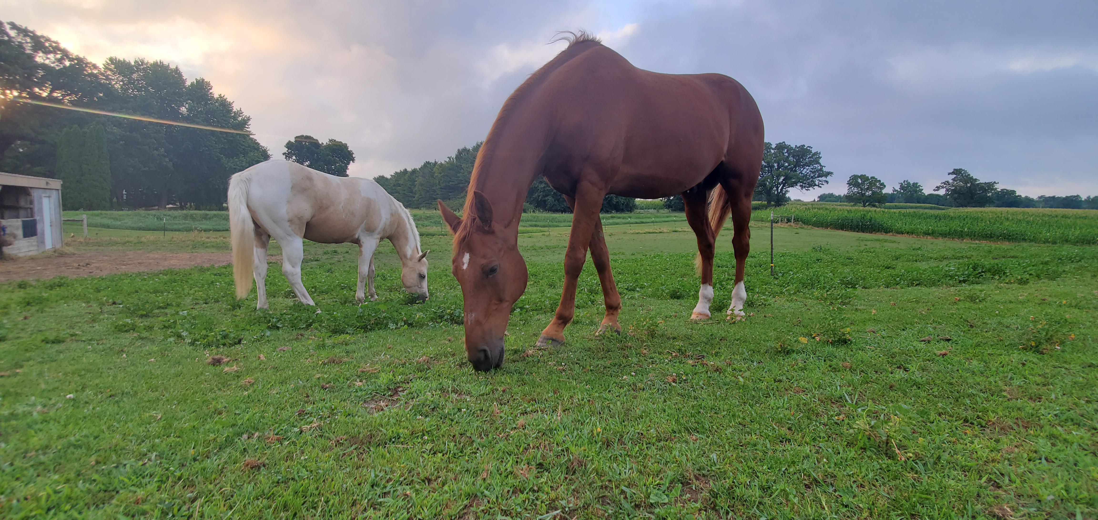 A chestnut gelding and a palomino overo gelding grazing peacefully beside eachother.