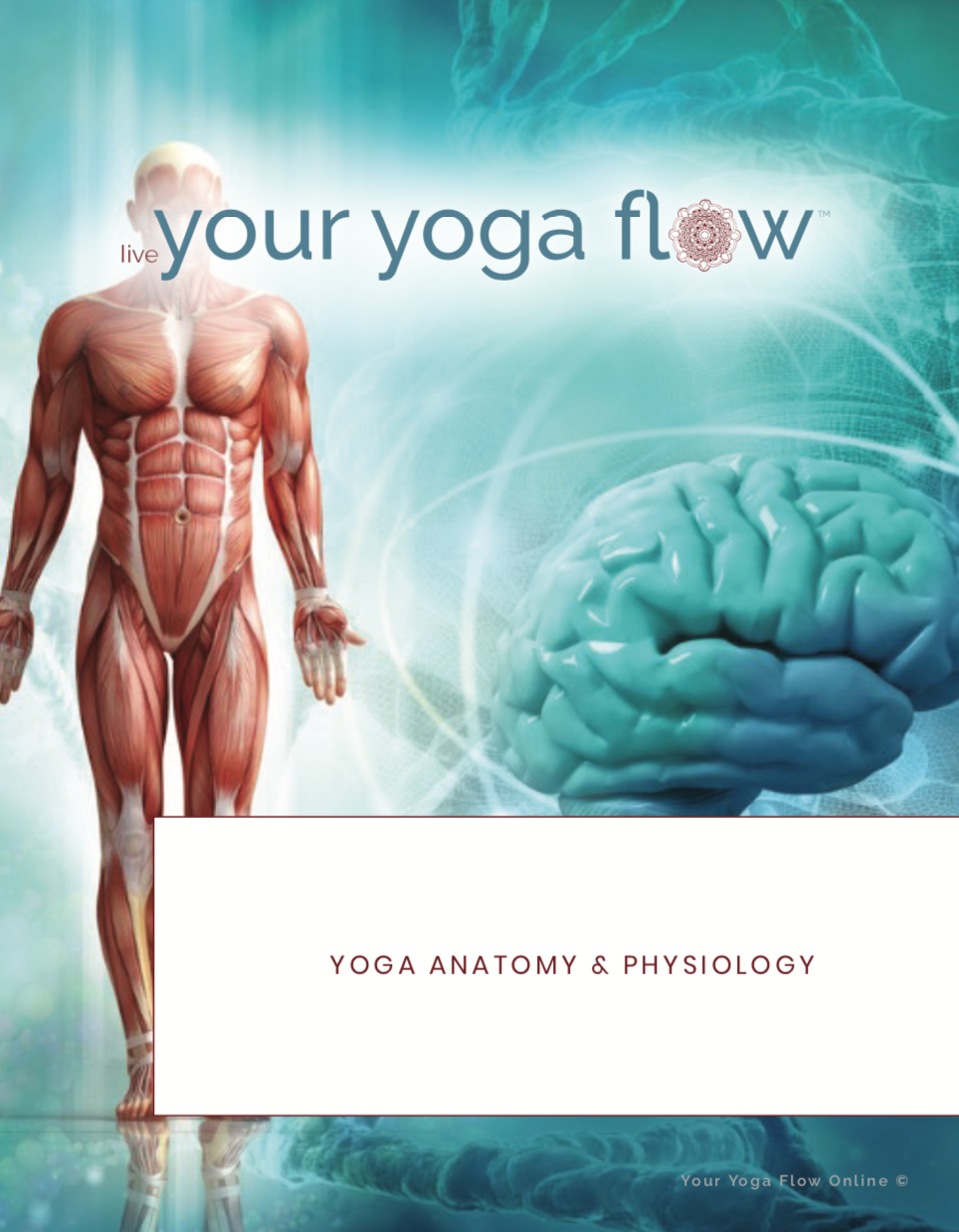 Yoga Alliance, 25 Hour Online Yoga Anatomy & Physiology