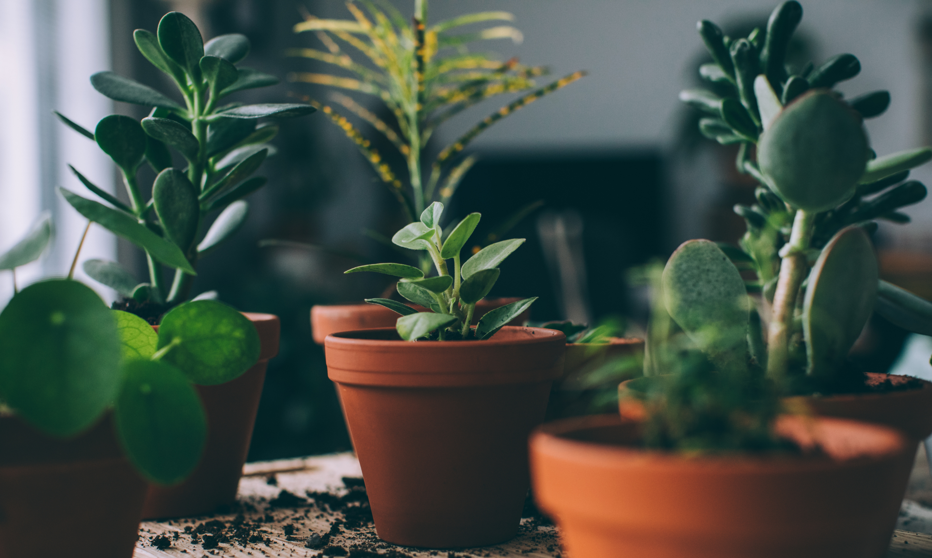 Close up of houseplants