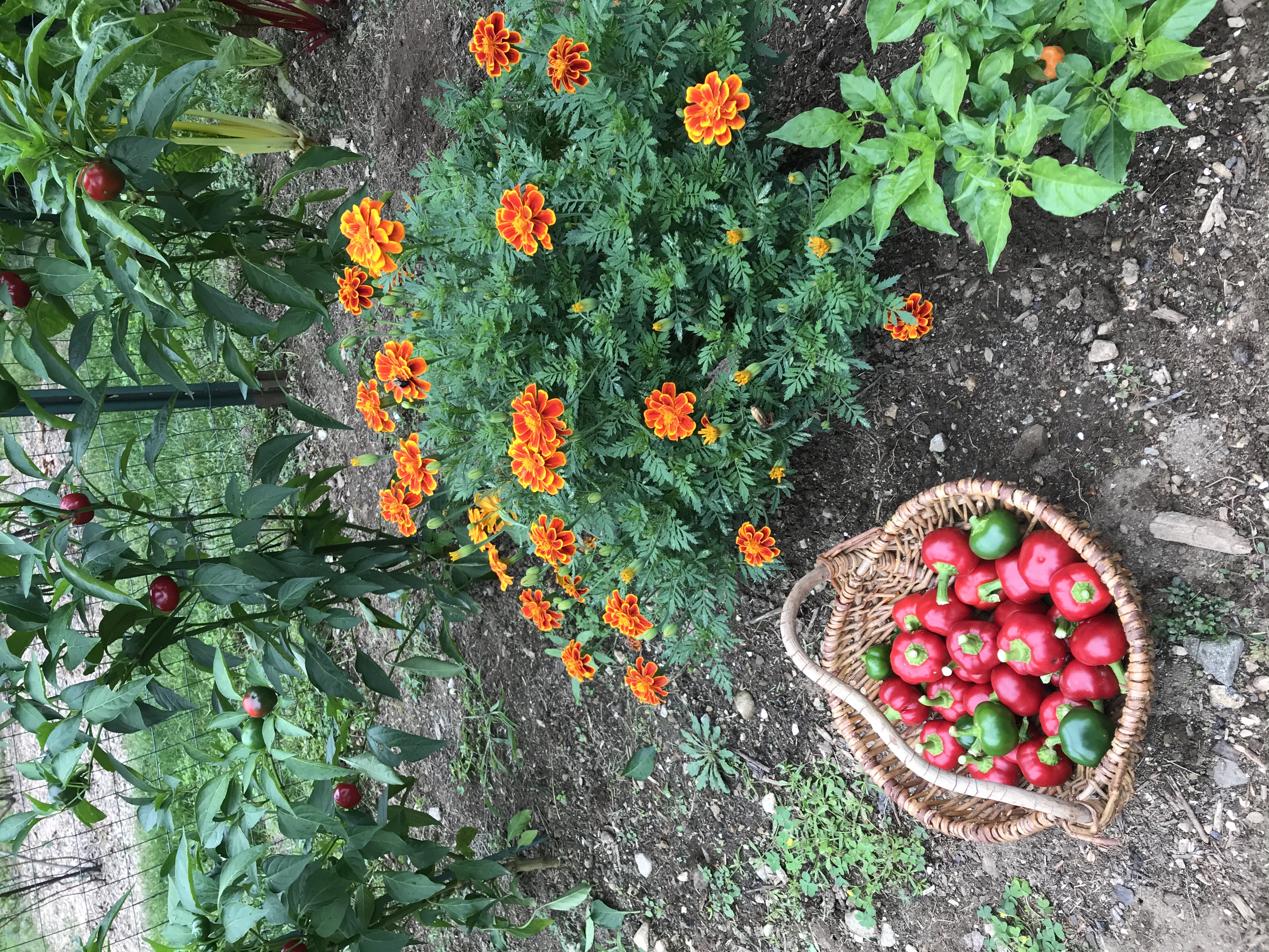 Simple Gardening Vegetable Garden