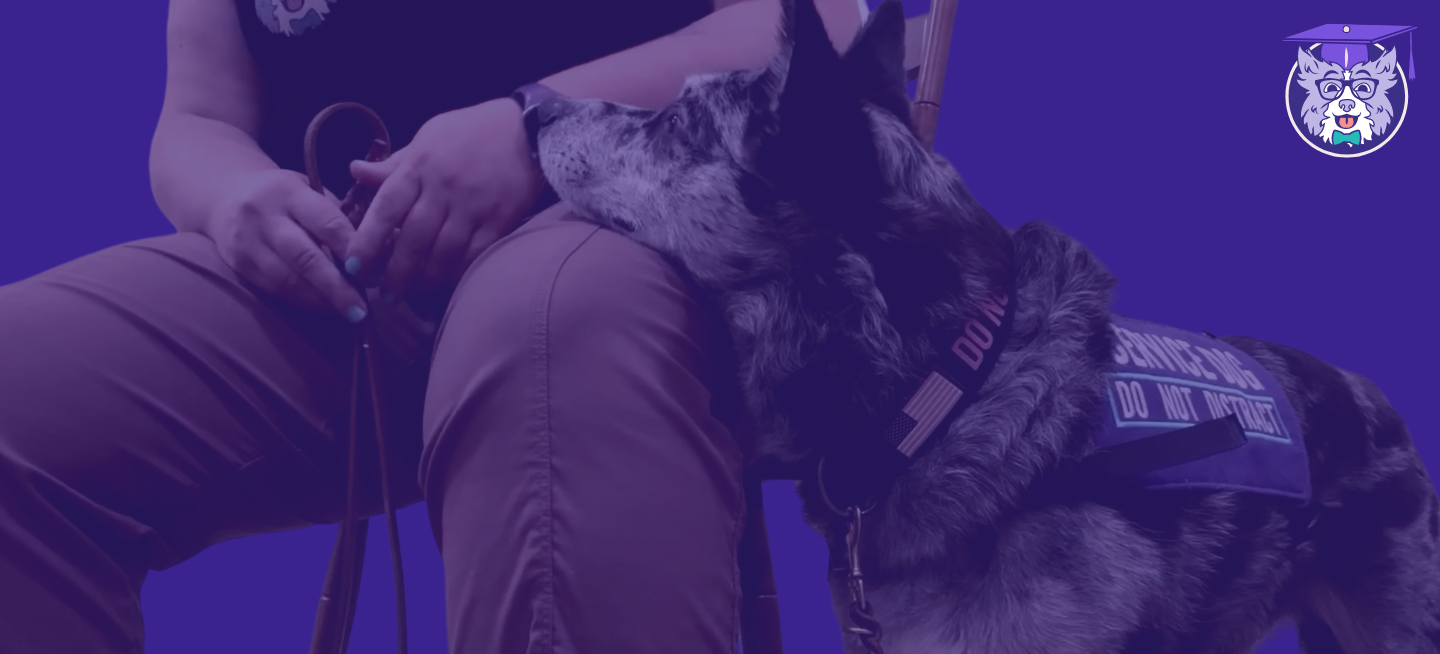Faded purple image of a black and grey herding dog resting their chin on a womans leg