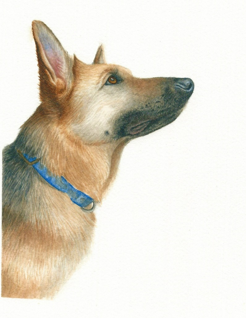 Watercolor best sale german shepherd