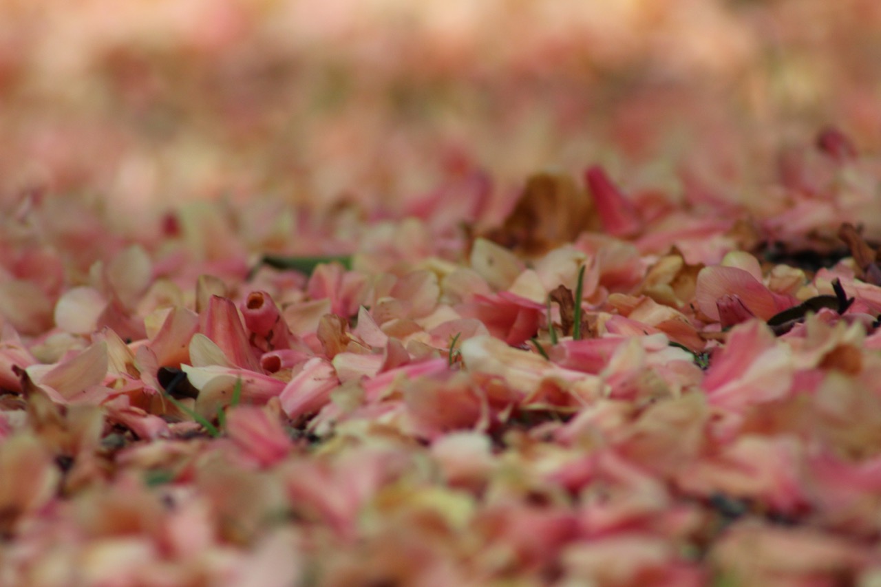 Pink and white petals that have fallen to the ground
