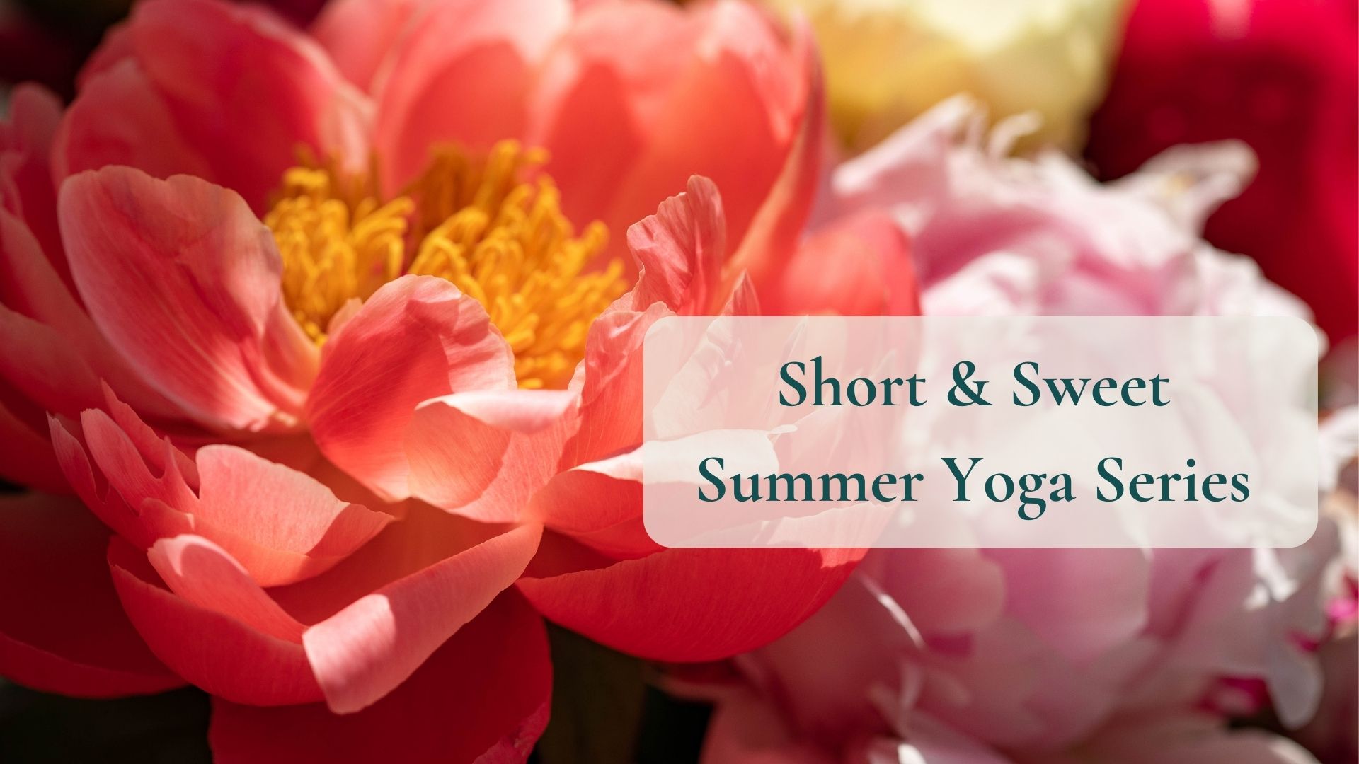 Blossom Yoga & Ayurveda