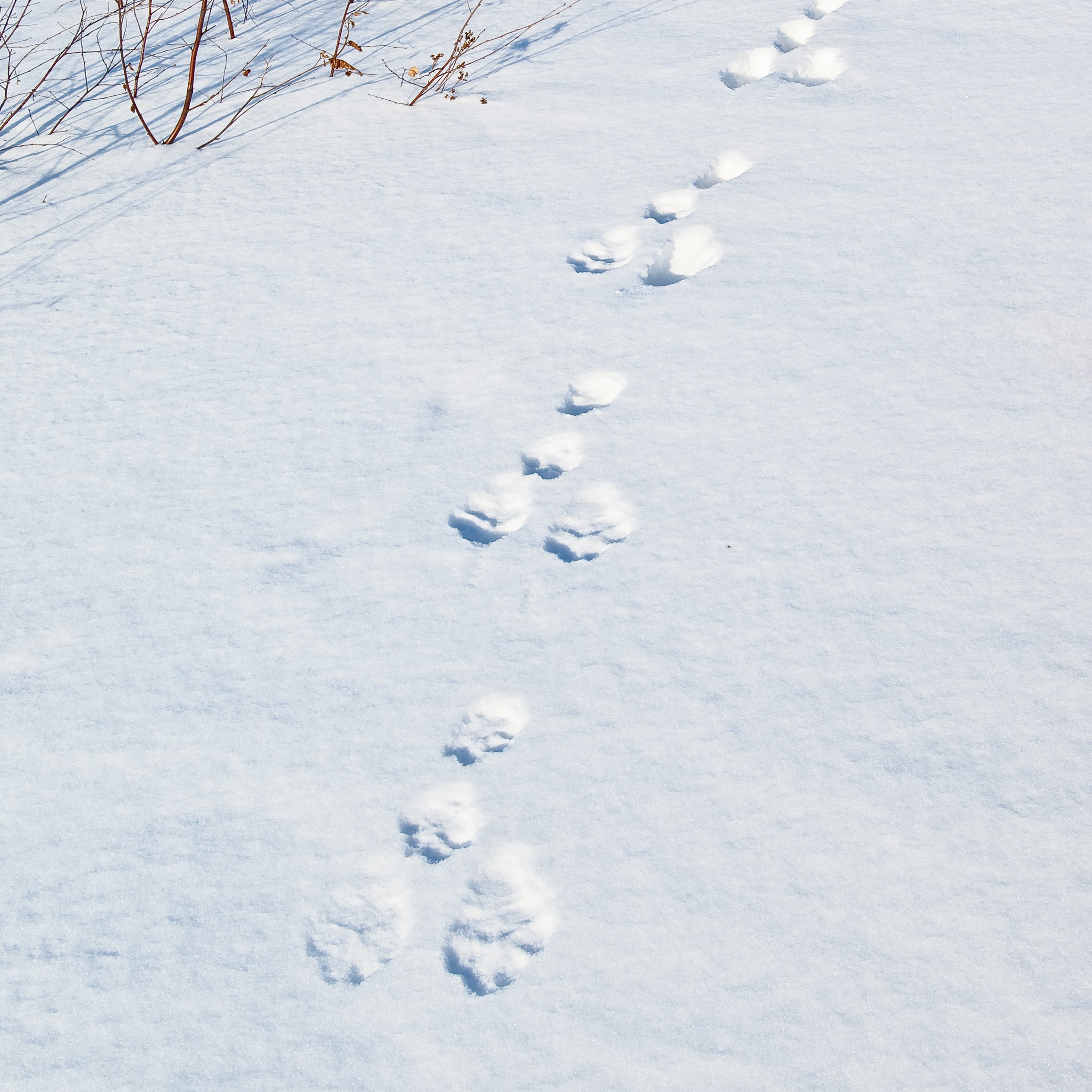 rabbit tracks in the snow