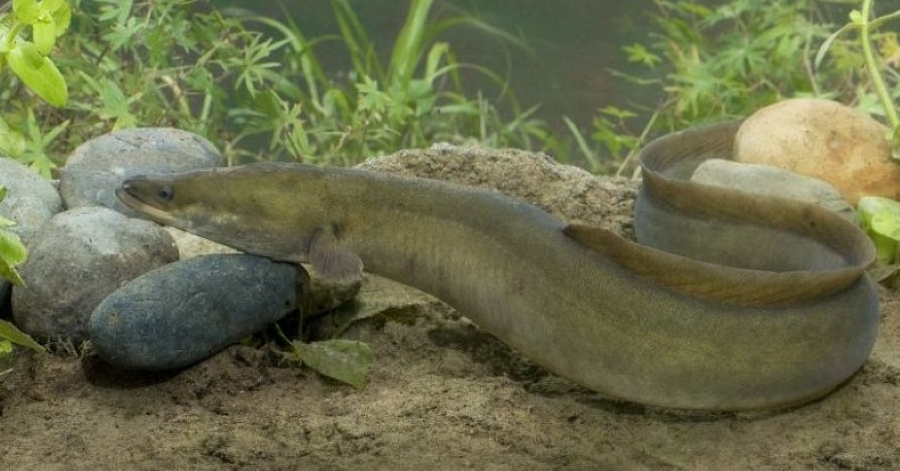The Eel at rest, awaiting your emails